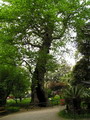 چنار شرقی
